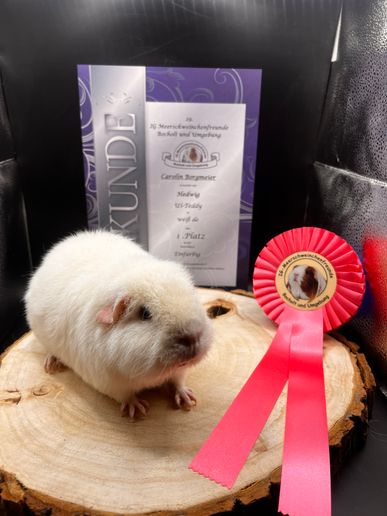 Hedwig 1. Platz Unterklasse Einfarbig