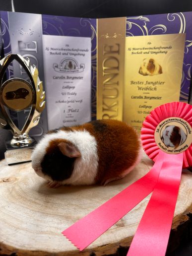 Lollipop 1. Platz Unterklasse Gemischt und Bestes Jungtier Weiblich