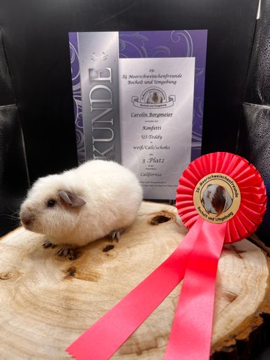 Konfetti 3. Platz Unterklasse California
