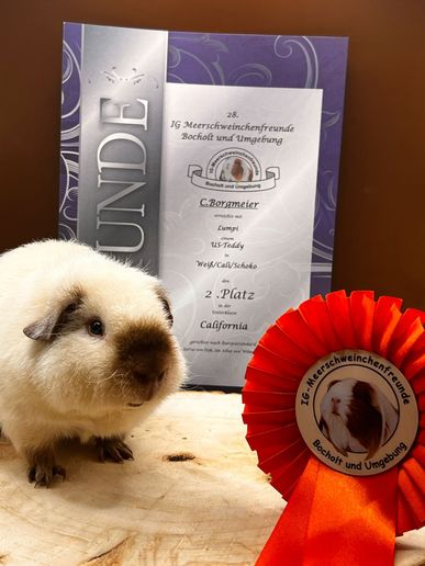 Lumpi 2. Platz US Teddy California
